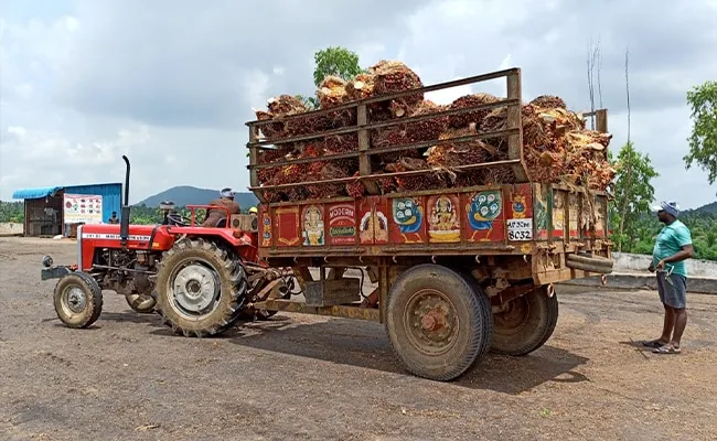 India’s Palm Oil Imports Hit 14-Year Low