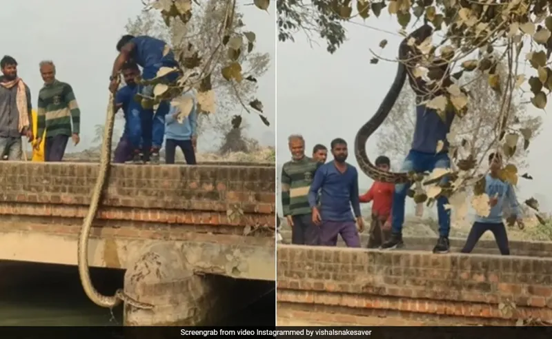 Man’s Brave Python Rescue From Canal Goes Viral