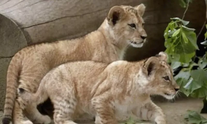 Gujarat: 3 Lion Cubs ki Death se Udasi ka Mahol