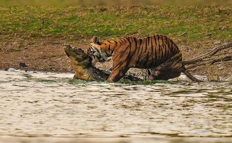 OMG! Arrowhead Tigress Ne Crocodile Ko Maara Ranthambore Mein!