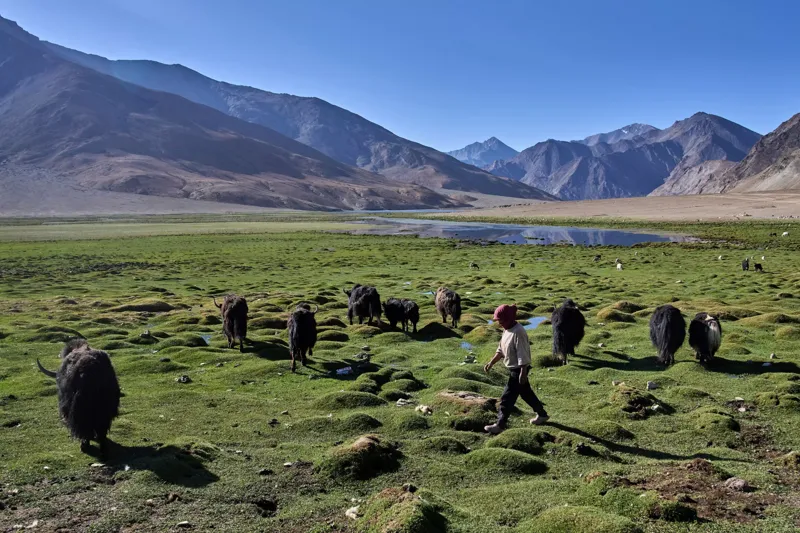 Ladakh Mein Yak Sankat: Climate Change Se Herders Pareshaan!
