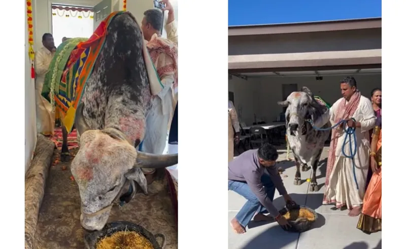 SF Mein Desi Ghar Pravesh, Gau Mata Sang!