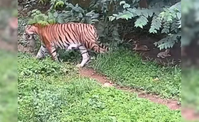 Tripura mein Tiger Cubs ka Jashn!