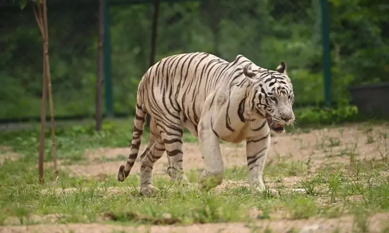 Warangal Zoo: White Tiger ‘Sharan’ Ne Machai Dhoom!