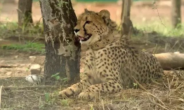 Cheetah Project Atka? South Africa Ne Maangi Review Report!
