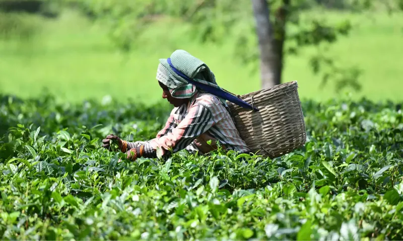 Chai Udyog Mein Sankat! Kya Aapki Chai Mehengi Hogi?