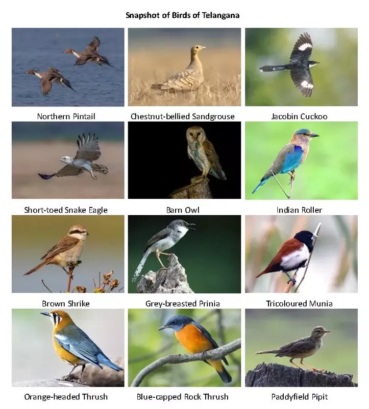 Telangana Mein Itne Saare Birds? Nayi Research Ayi Hai!