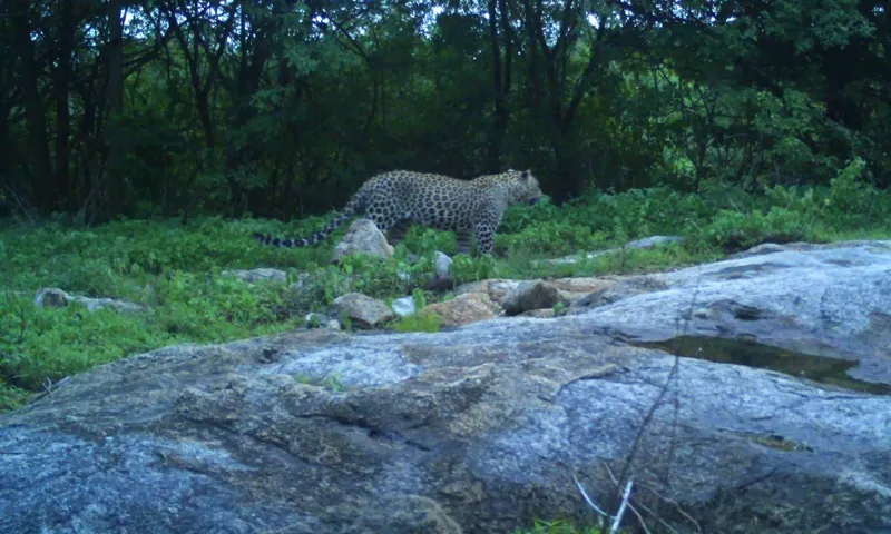 Mahbubnagar mein Leopard ka Adda! Kab Tak Chalega Yeh Drama?