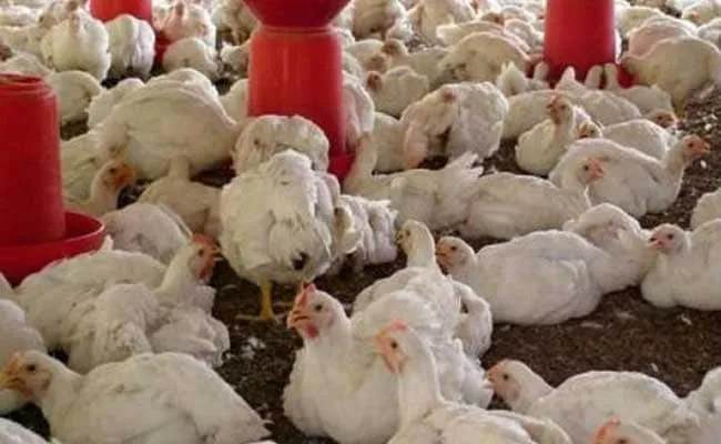 Bird Flu se Pets Ko Bachayein: Tips
