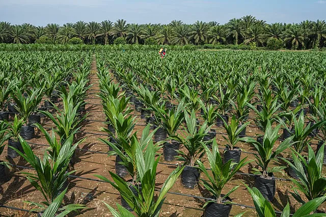 Palm Oil ke Daam Aasman Choo Rahe! India ka Kya Hai Scene?
