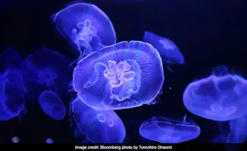 Puri Beach par Jellyfish ka Khatra!