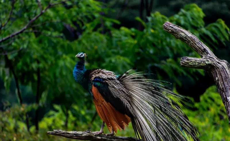 Amazing Birds: India Mein Kahan Dekhen Yeh Khoobsurat Nazare!
