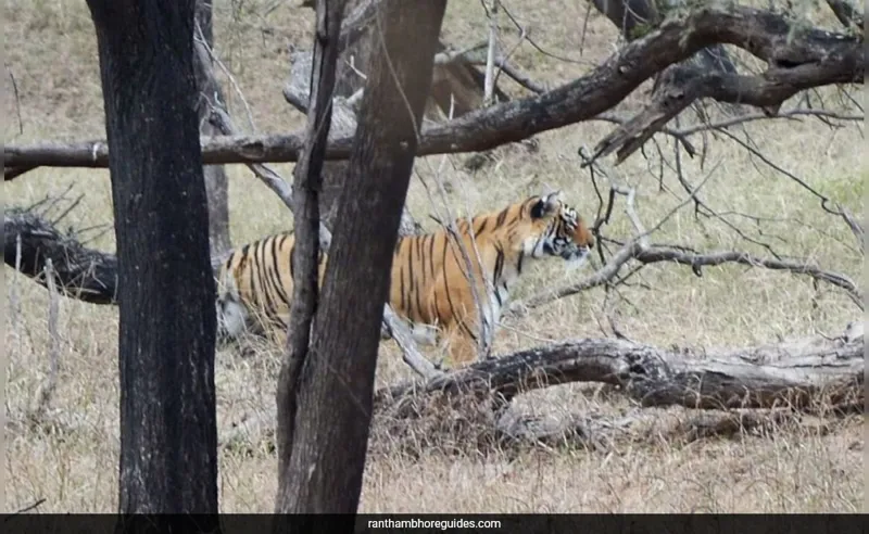 Dukhad: Ranthambore ki Sherni Arrowhead (T-84) Ab Nahi Rahi