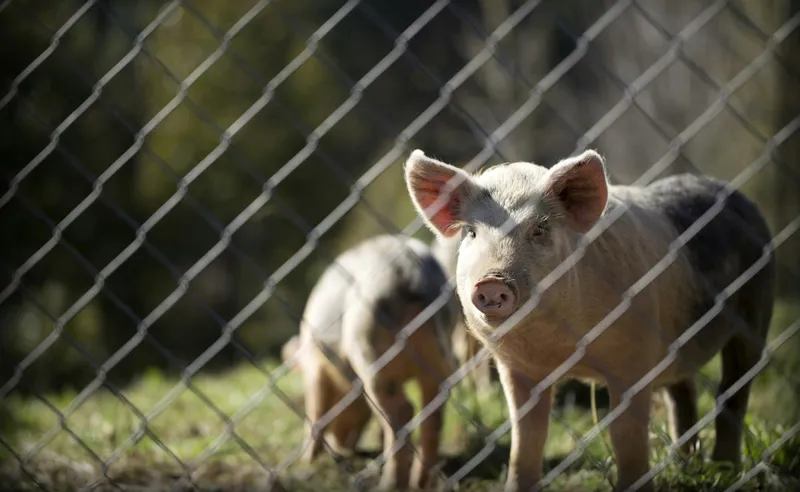 Pig Liver Transplant: Medical Science Ki Nayi Umeed