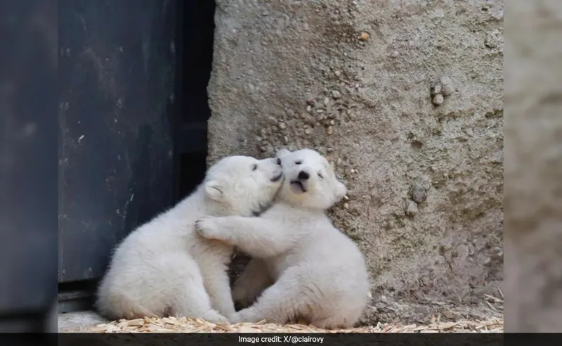 Polar Bear Cubs Ki Duniya