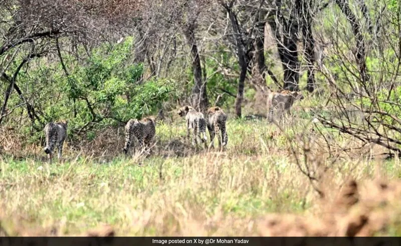 Cheetah Cubs: Azaadi Ki Daud