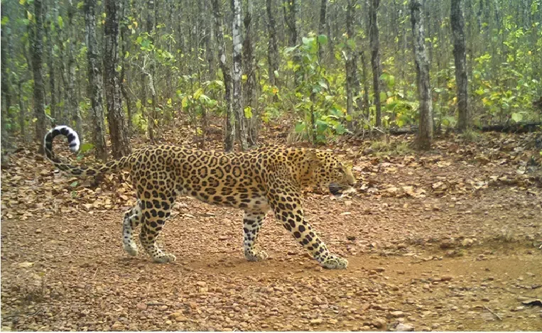 Similipal Mein Naye Tigers! Odisha Ka Tiger Conservation Plan