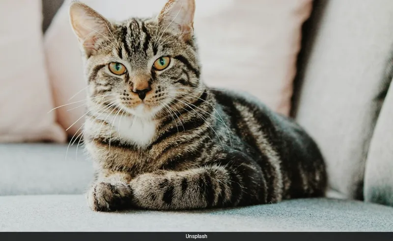 Billi se Dosti? Aankhon ka Jaadu Chupke se!