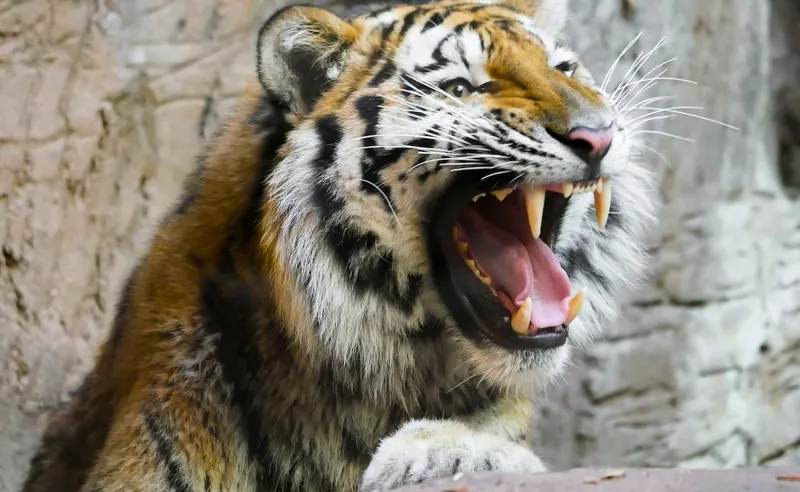 Tiger Attack! Aadmi ki maut, cubs mile