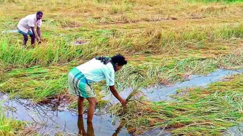 Telangana Monsoon: Good News! Barish Ki Kami Hui Kam, Farmers Ko Rahat!