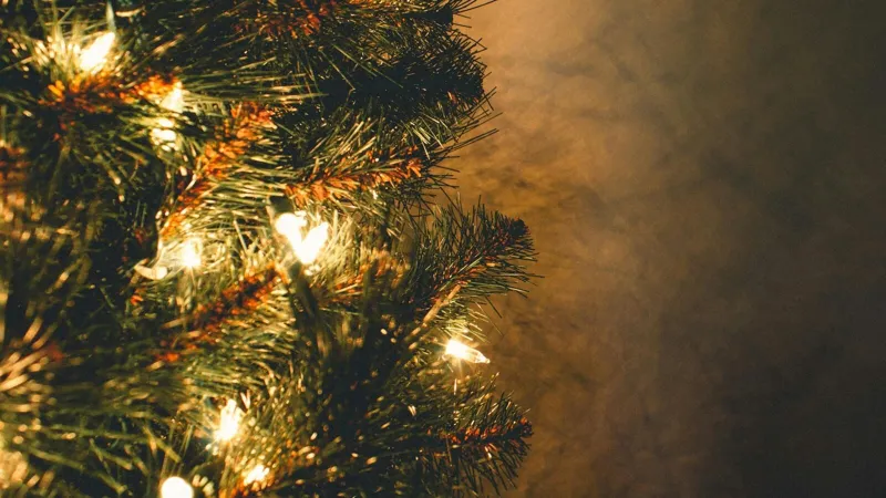 Belgian Christmas Tree Eating Trend Raises Food Safety Concerns