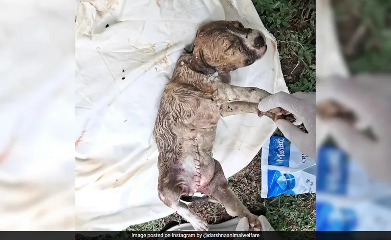 Air India Crash: 7 Dogs aur 50+ Birds ki Heartbreaking Death