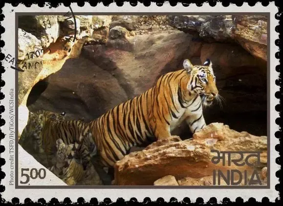 Telangana: Kawal Tiger Reserve Mein 13 Saal Se Tiger Gayab!