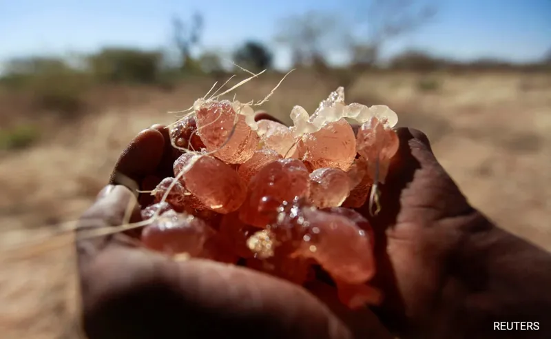 Sudan se Gum Arabic ki Traffiking