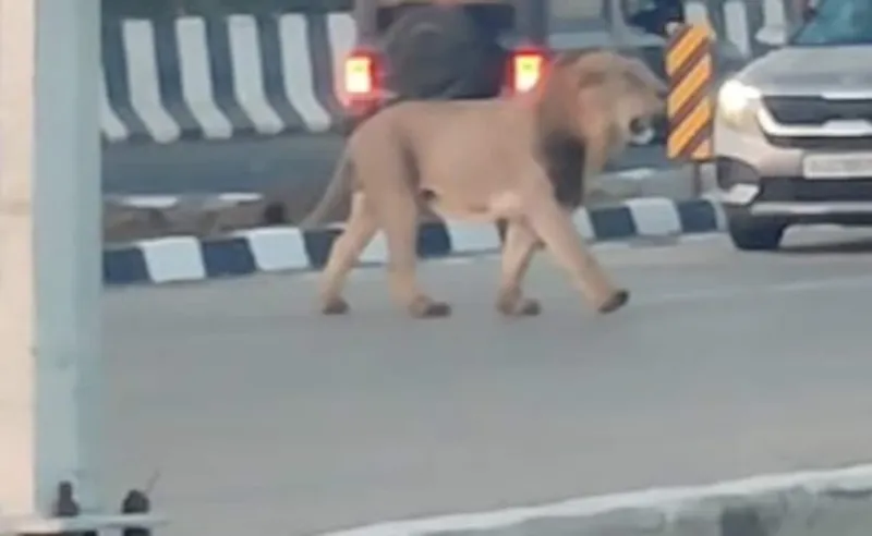Lion Halts Traffic on Gujarat Highway