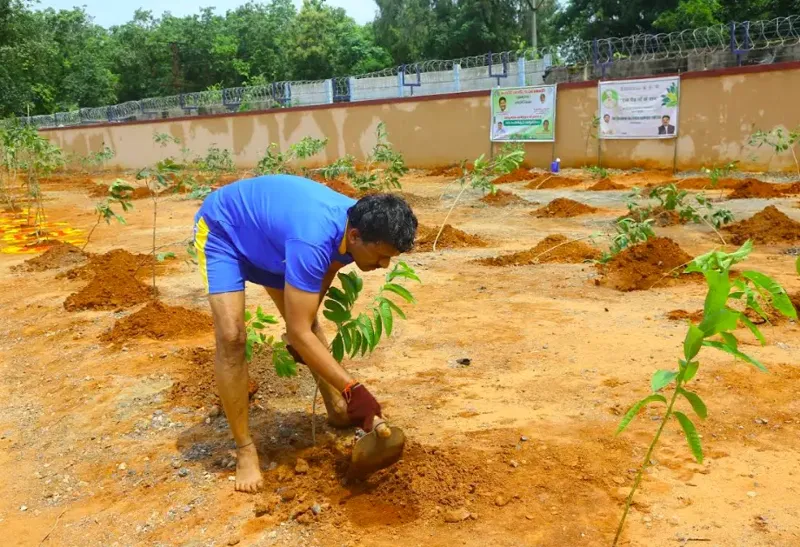 Singareni CMD ne Lagaye 204 Trees! Kya Hai Vanamahotsavam?