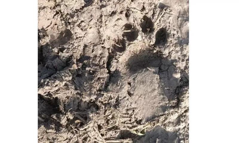 Leopard Alert: Nizamabad ke Gaon Mein Dehshat ka Mahol!