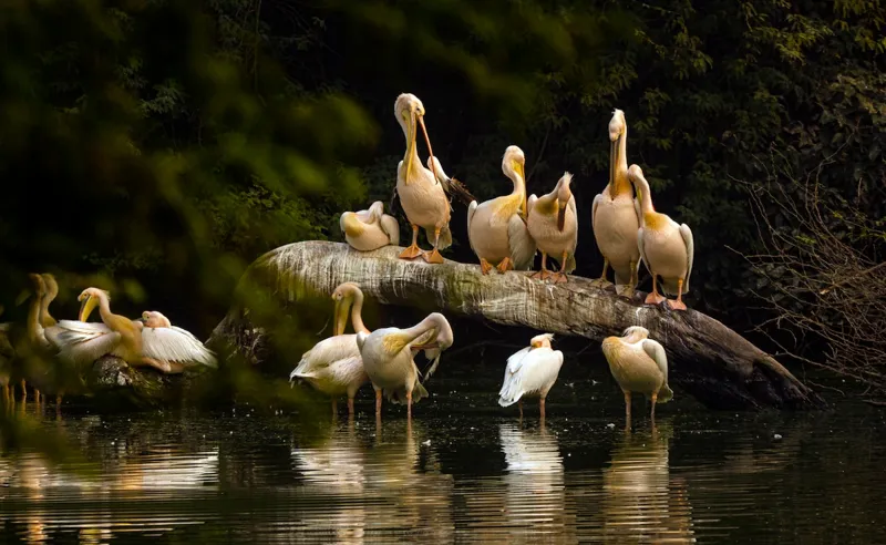Dilli-NCR: Birdwatching Ke Best Spots