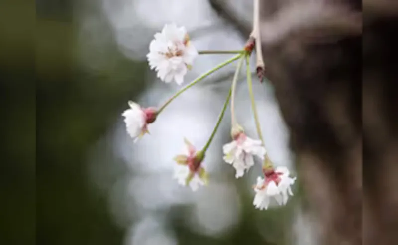 AI Bachayegi Japan Ke Cherry Trees!