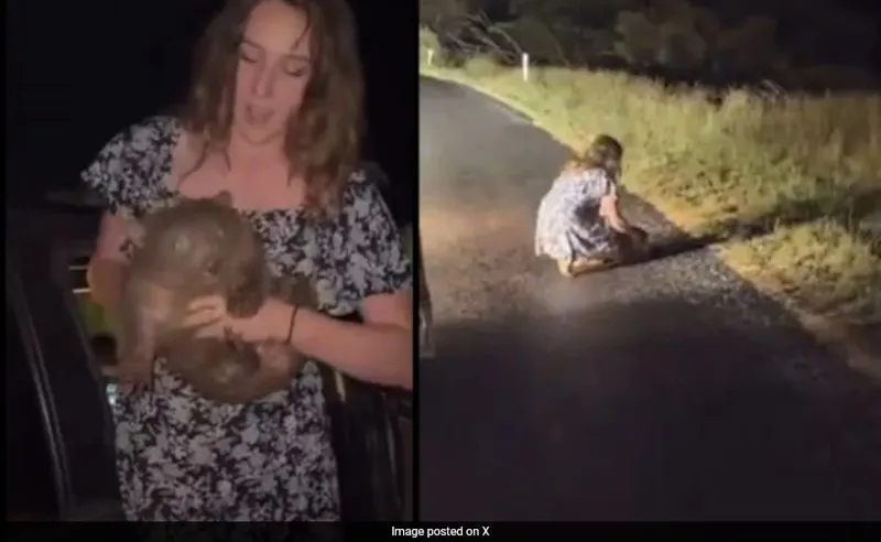 Wombat ko uthaya, influencer ko nikala