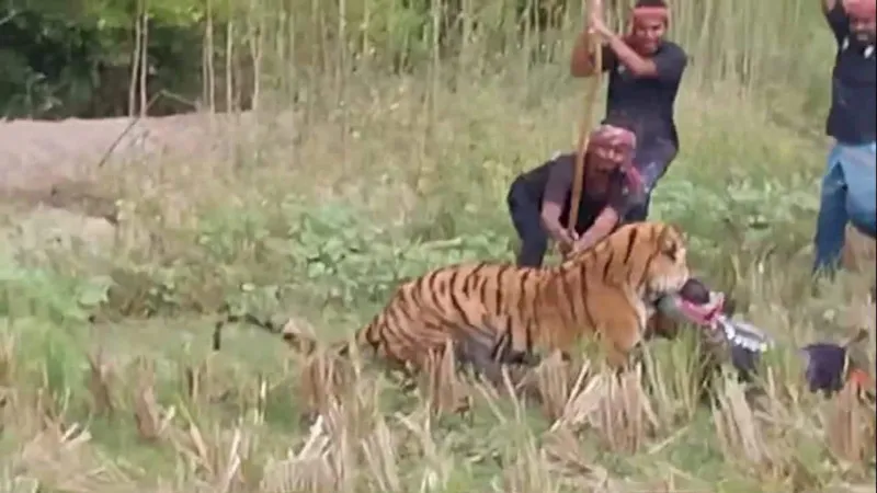 Tiger Attacks Forest Worker in Sundarbans Reserve