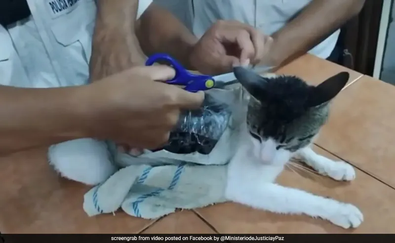 Billi ne kiya Drug Smuggling! Costa Rica Police ka Big Catch!
