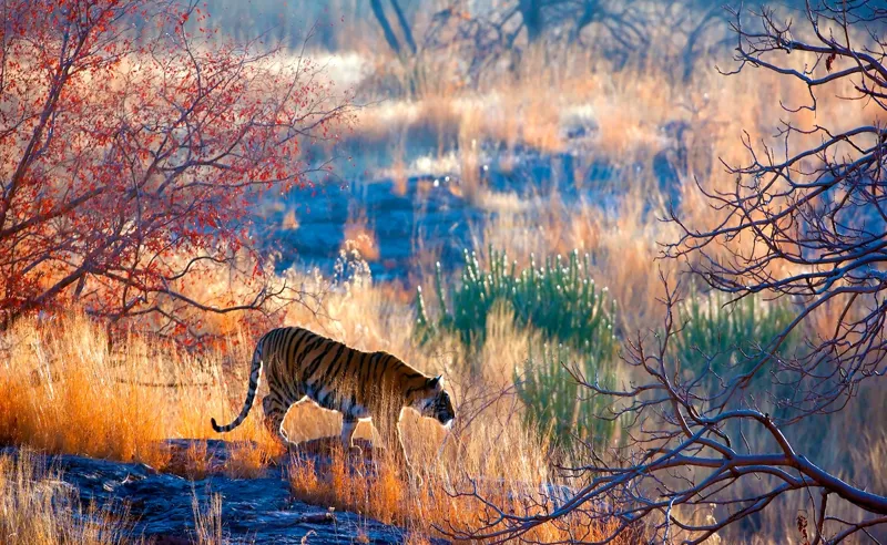 Hidden Jungles: Best Tiger Safari Destinations