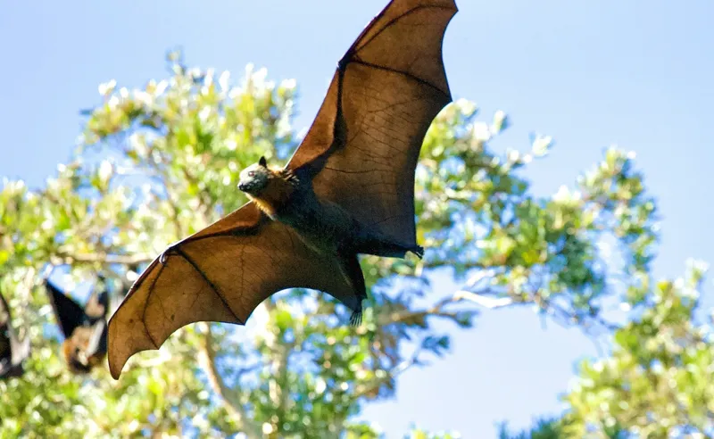 Nipah Virus Alert! Kerala me Savdhani