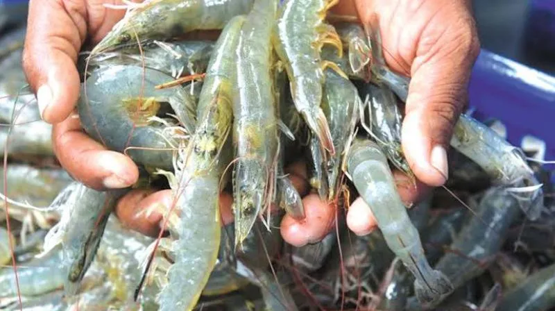 Shrimp Kisan संकट Mein? US Tax Ne Badhaai Tension!